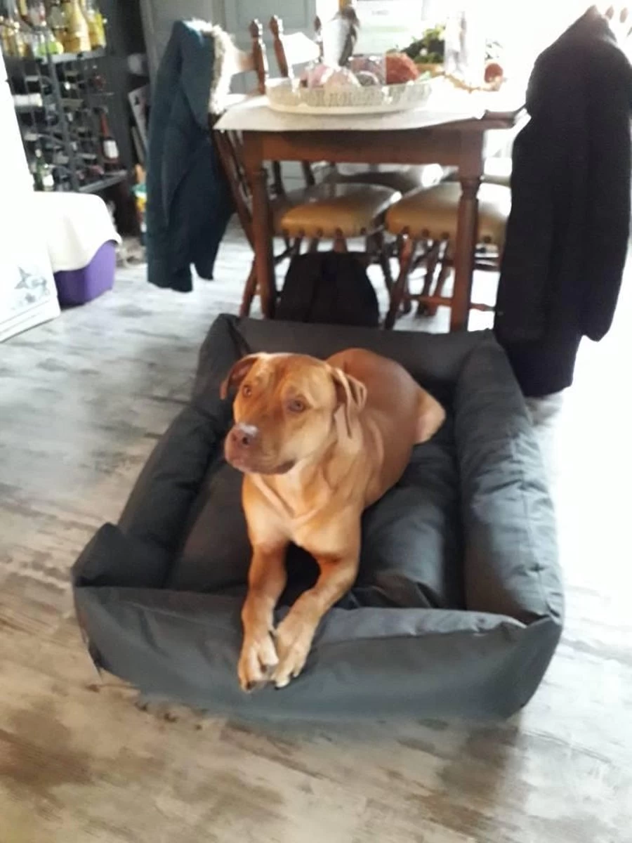 Hondenmand Cordura XXXL – Donkergrijs - 125 X 90 X 24 Cm 9 Hondenmand Cordura XXXL – Donkergrijs - 125 X 90 X 24 Cm - Afbeelding 7