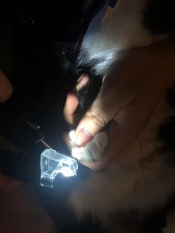 SunnyPets - Professionele Dieren Nagelknipper - Wit - Met LED En Vijl - Hond - Kat - Geschikt Voor Alle - Nageltang -Hondenbenodigdheden 900x1200 9