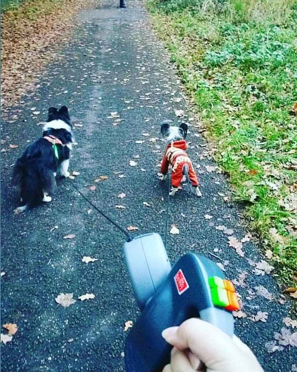 Wigzi Dual Doggie 2.0 Voor Twee Honden - Hondenriem - Grijs - 3m - <22 Kg (per Hond) 9 Wigzi Dual Doggie 2.0 Voor Twee Honden - Hondenriem - Grijs - 3m - <22 Kg (per Hond) - Afbeelding 7