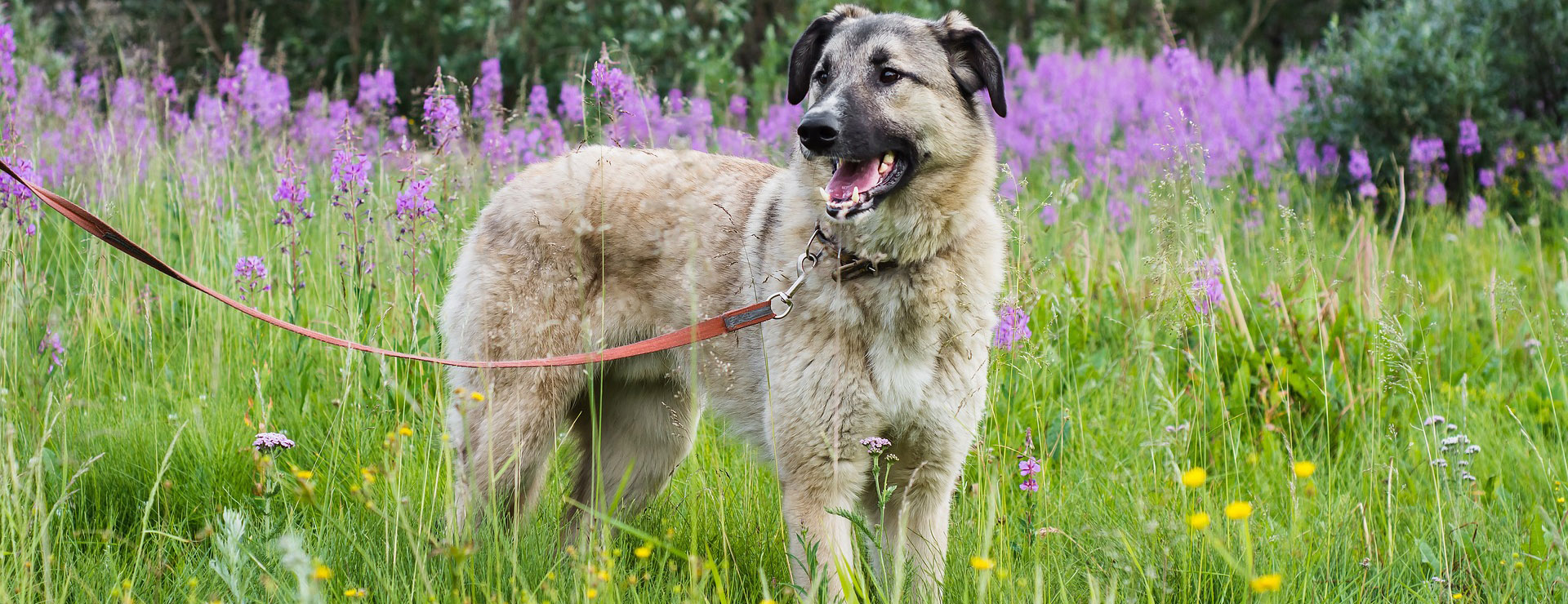 Hondenbenodigdheden 1 Hondenbenodigdheden -Hondenbenodigdheden dog 5785822 1920